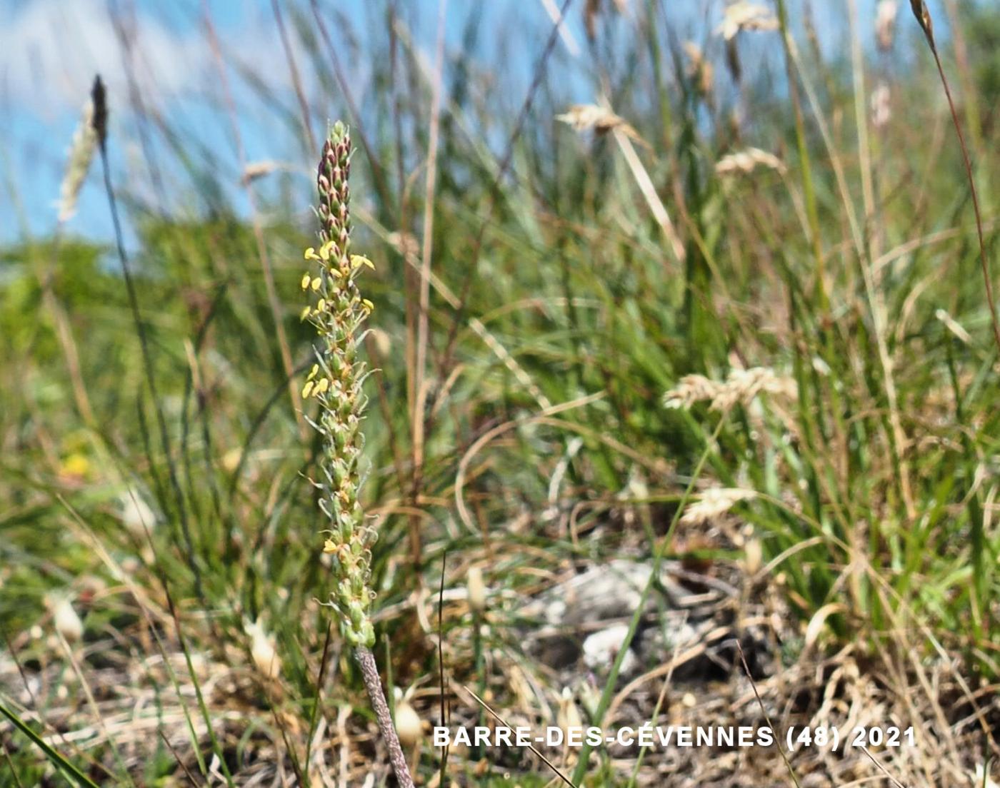 Plantain, Sea plant